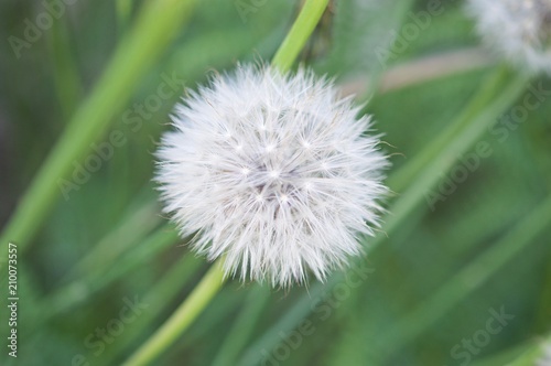 Fruits of the dandelion plant