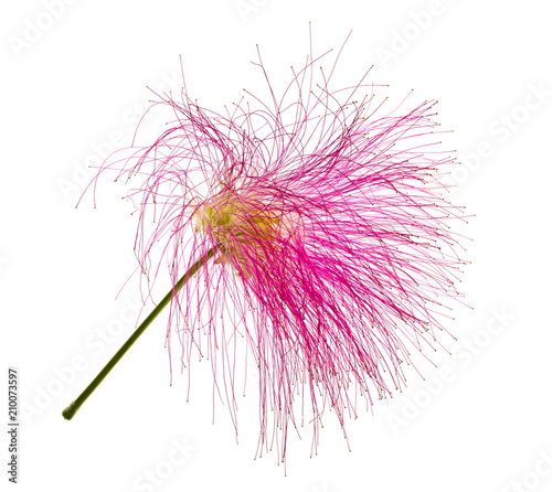Calliandra eriophylla, pink fairy duster, mimosaide family on white background, Exotic tropical plant photo