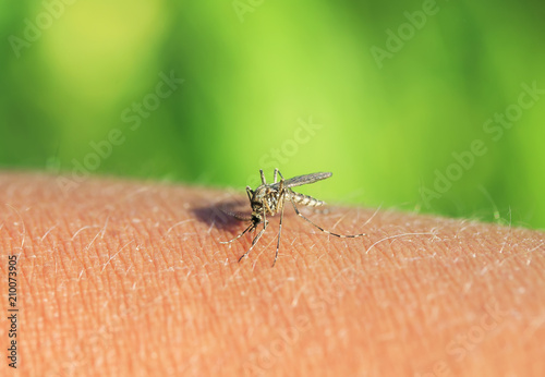in nature nasty and dangerous insect mosquito greedily dug into the skin and ...