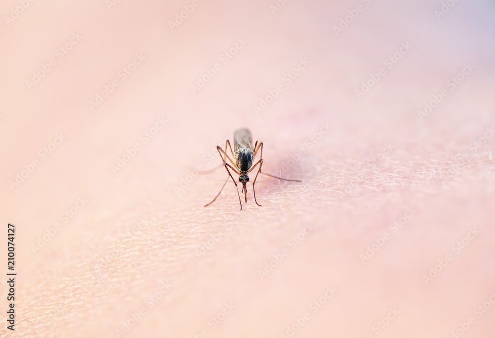mosquito greedily dug into the skin and sucks blood leaving itching and pain mosquito greedily dug into the skin and sucks blood leaving itching and pain