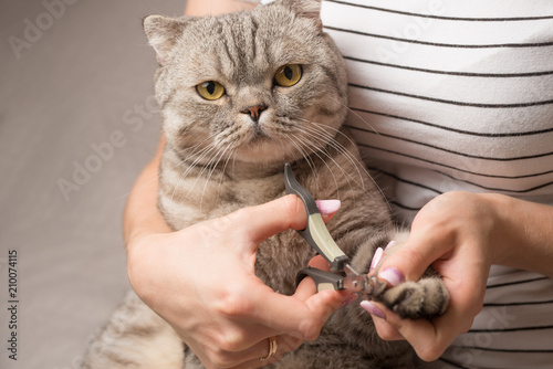 hands scissors claws cat, doctor shearing cat's claws, close-up