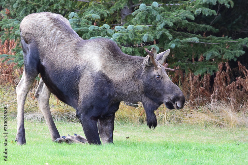 Kneeling Moose Kneeling Moose