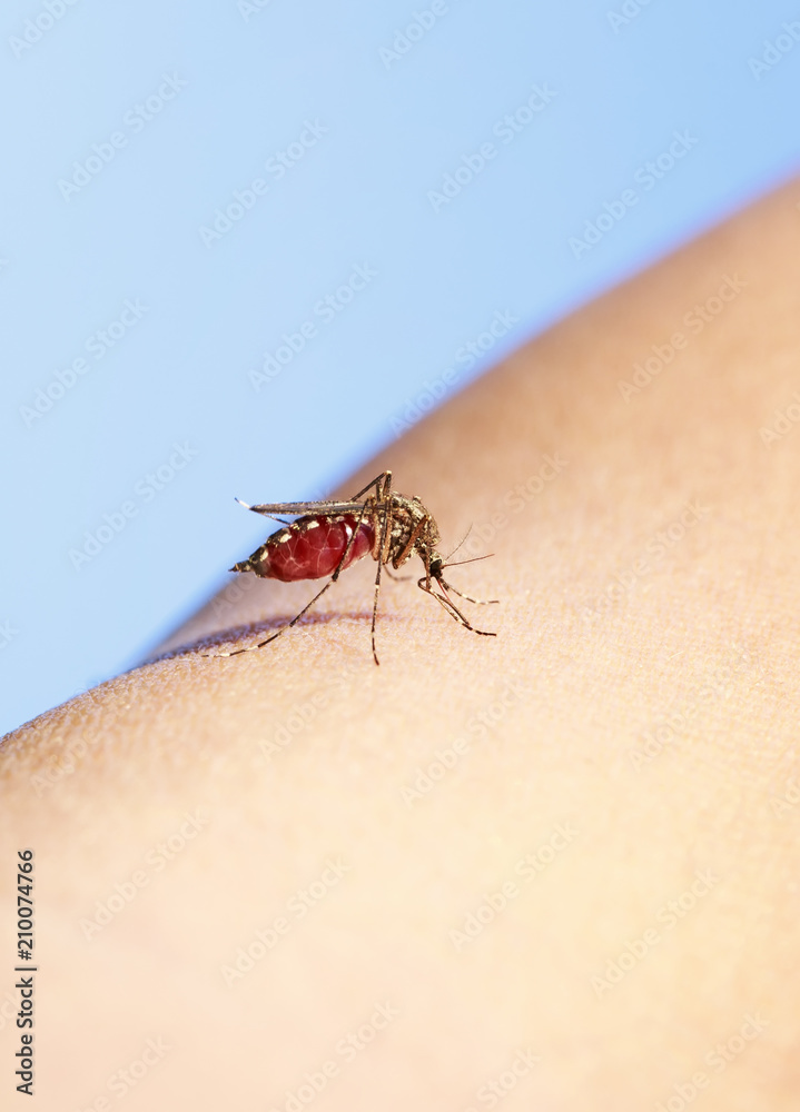 insect mosquito greedily dug into the skin and sucks blood leaving itching and pain insect mosquito greedily dug into the skin and sucks blood leaving itching and pain