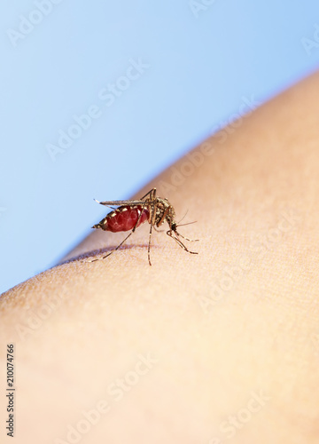 insect mosquito greedily dug into the skin and sucks blood leaving itching and pain