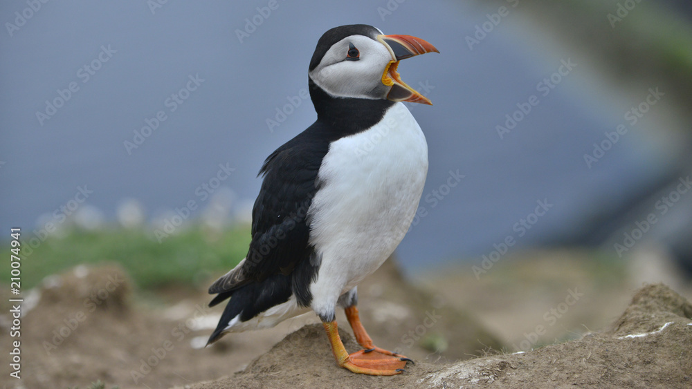 Naklejka premium Puffin calling Iceland