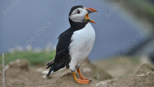Puffin calling Iceland