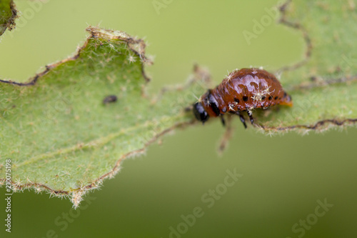 Colorado beetle's larva feeding on the potato leaf © maykal