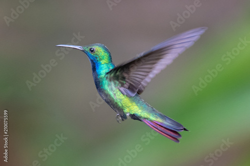 Hummingbird(Trochilidae)Flying gems ecuador photo