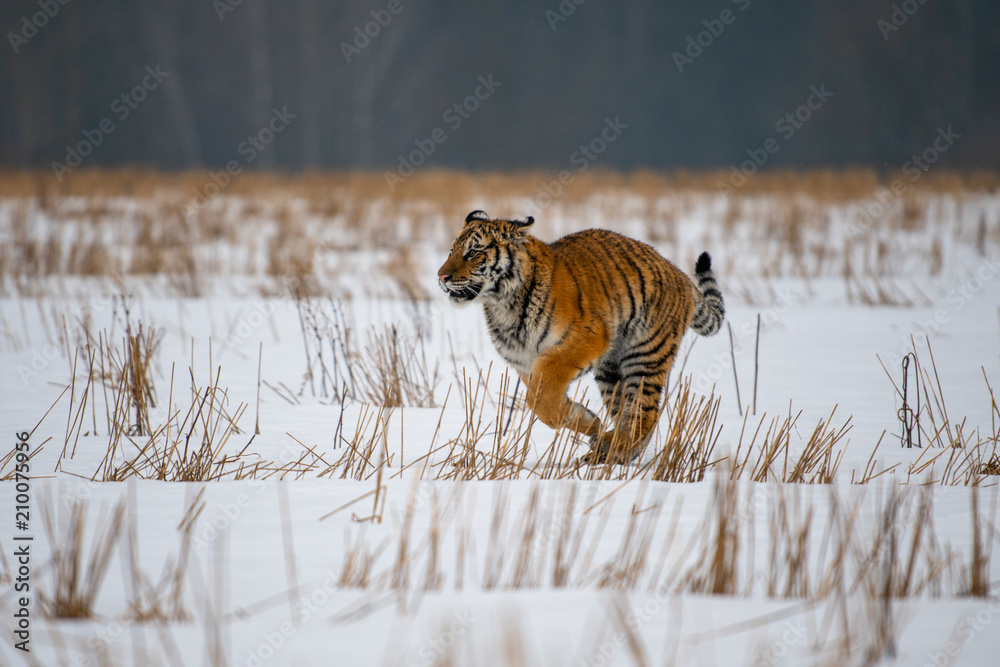 Obraz premium Siberian Tiger in the snow (Panthera tigris)