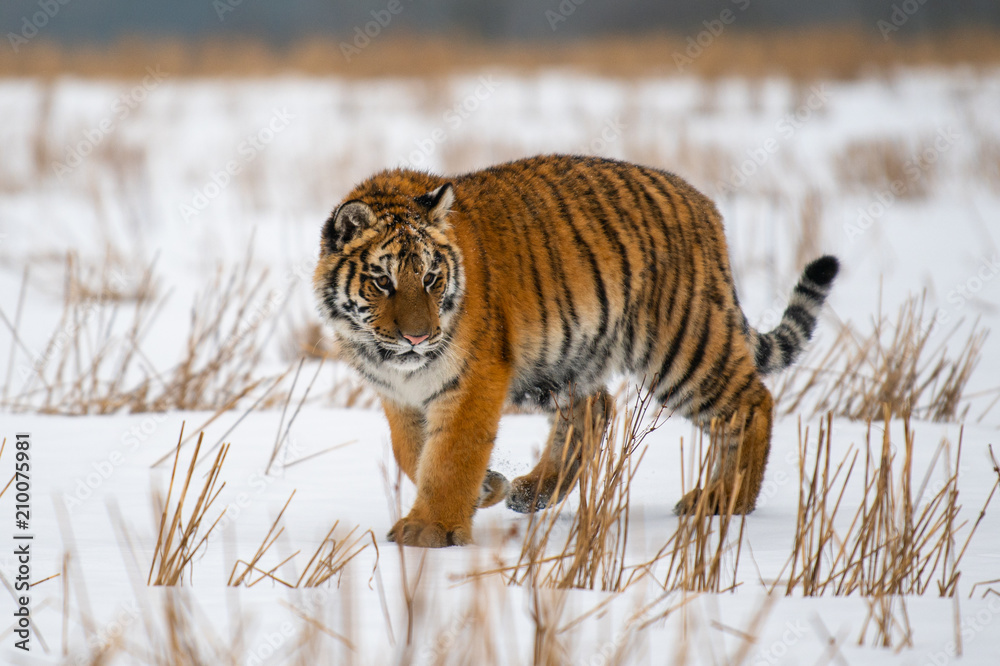 Obraz premium Siberian Tiger in the snow (Panthera tigris)