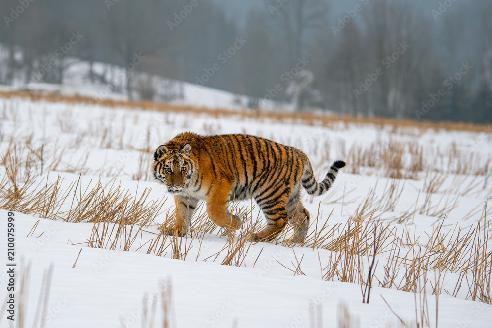 Obraz premium Siberian Tiger in the snow (Panthera tigris)