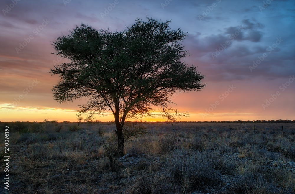 Naklejka premium Lonely Tree in the Namib Desert taken in January 2018