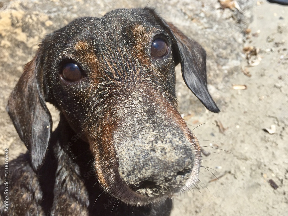 Fototapeta premium Sandy dog