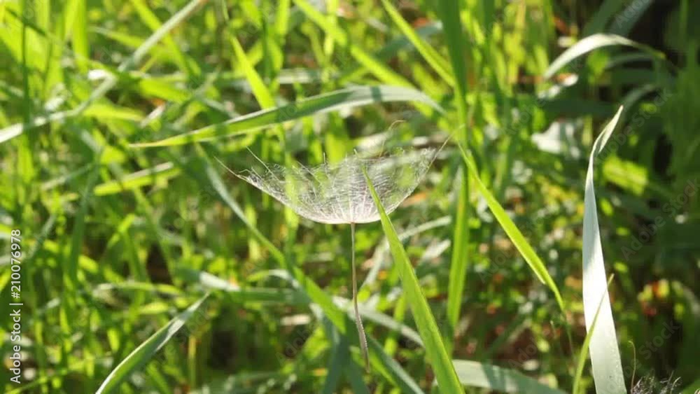 Gentle parachutes salsify