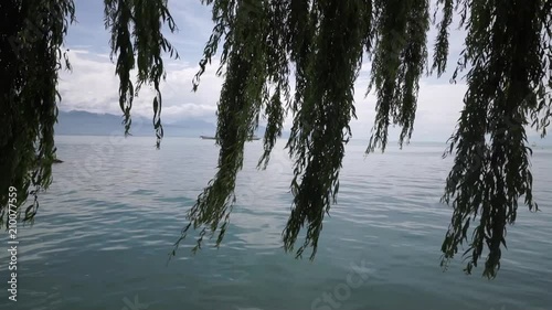 Tree branches gently swaying in the wind by the shores of Lake Leman (Lake Geneva)