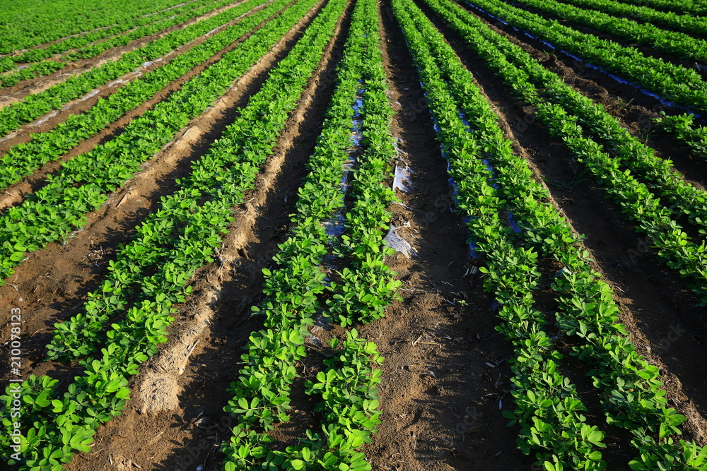 Rows of peanut fields Rows of peanut fields