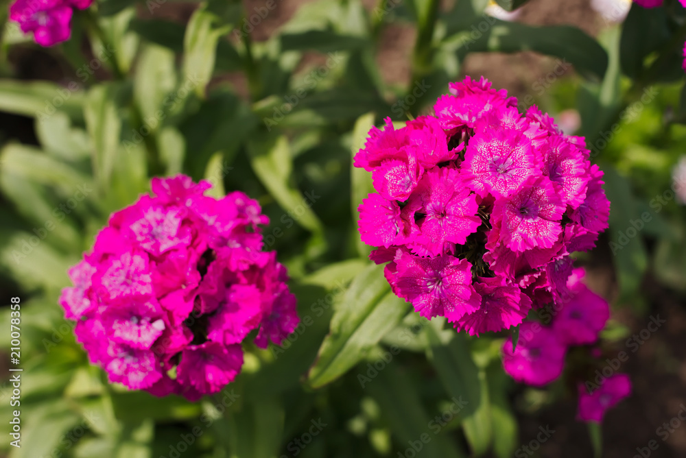 Lilac phlox. Lilac phlox.