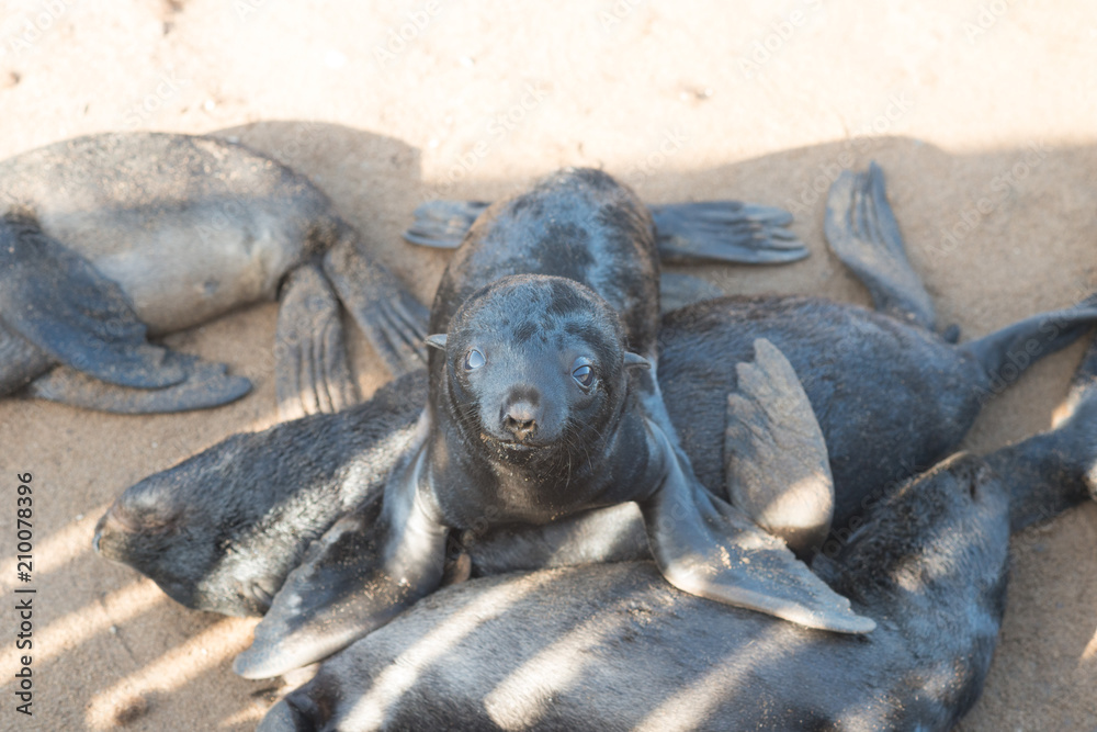 Fototapeta premium Sea Lion Colony in Namibia taken in January 2018