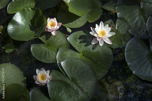 the nymphaea virginalis in the backlight at sunset in the botanical garden