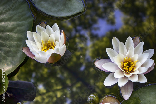 Fototapeta Naklejka Na Ścianę i Meble -  the nymphaea virginalis in the backlight at sunset in the botanical garden