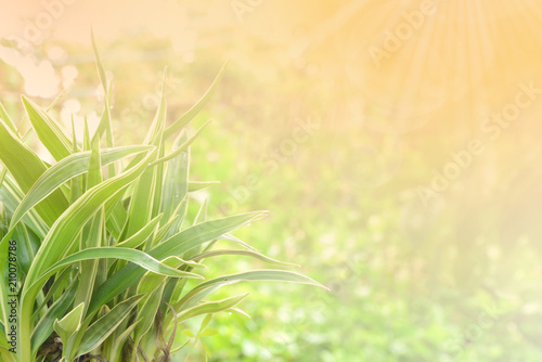 Spider plant with morning light and green bokeh background.  Chlorophytum comosum 