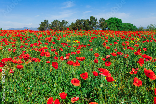 Field of red poppies in Girona, Catalonia, Spain near of Barcelona. Scenic nature landscape in sunny bright day. Famous tourist destination in Costa Brava