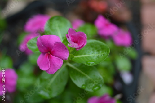 Impatient Flowers