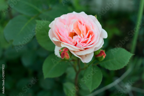 A tea-hybrid rose.