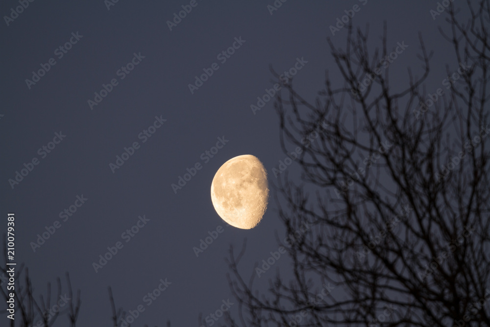 Early morning waxing Moon, branches Early morning waxing Moon, branches