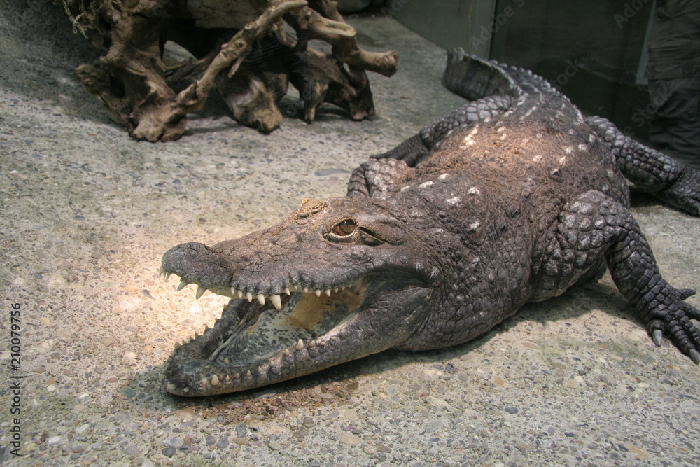 Obraz premium Crocodile