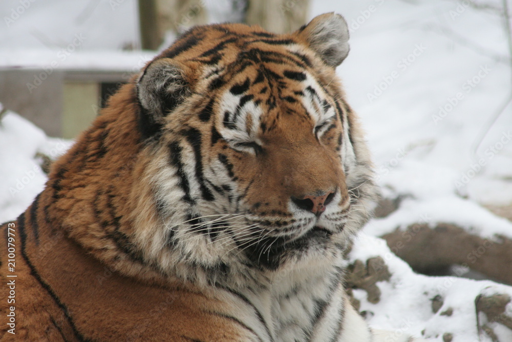 Obraz premium Tiger with Closed Eyes