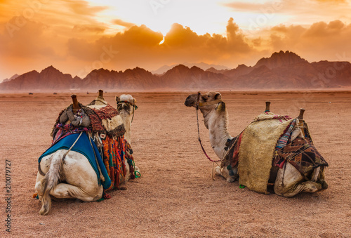 Foto Two camels are in the Sinai Desert, Sharm el Sheikh, Sinai Peninsula, Egypt