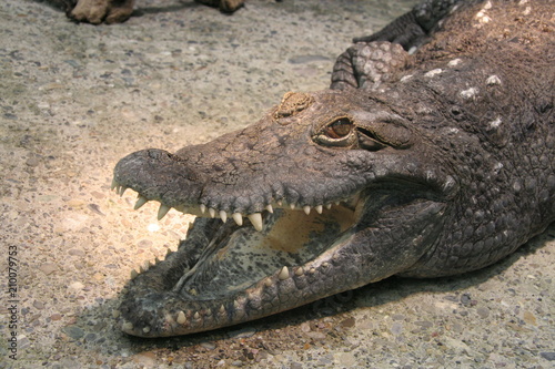 Crocodile Close Up