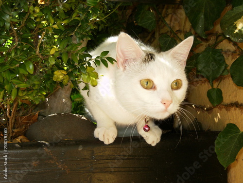 White Cat with Pattern