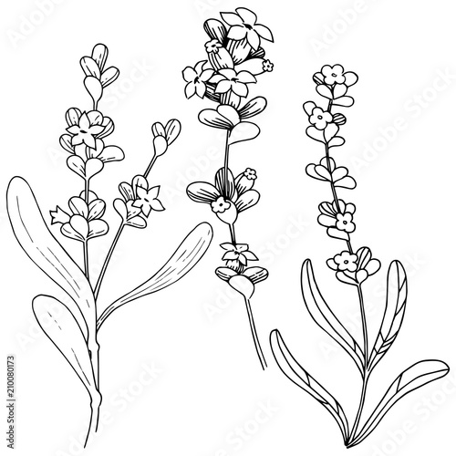 Lavender  flower in a vector style isolated. Full name of the plant: lavender. Vector flower for background, texture, wrapper pattern, frame or border.