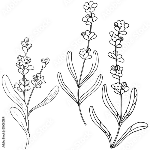 Lavender  flower in a vector style isolated. Full name of the plant: lavender. Vector flower for background, texture, wrapper pattern, frame or border.