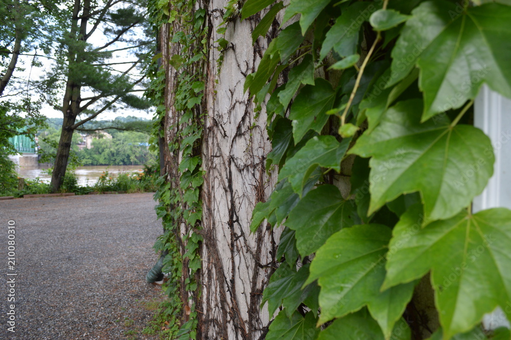 Obraz premium Ivy Growing Up a Wall
