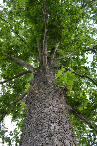 Looking Upwards to a Canopy of Trees