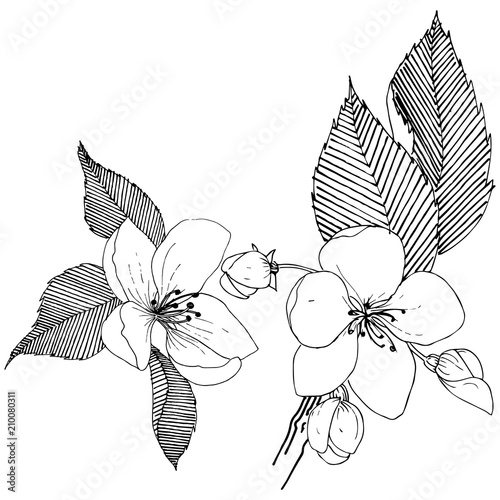 Apple tree in a vector style isolated. Full name of the plant: apple tree. Vector flower for background, texture, wrapper pattern, frame or border.