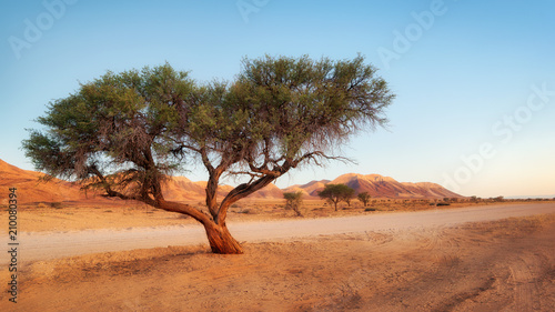 Obraz na płótnie Lonely Tree in the Namib Desert taken in January 2018 w salonie