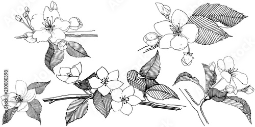 Apple tree in a vector style isolated. Full name of the plant: apple tree. Vector flower for background, texture, wrapper pattern, frame or border.