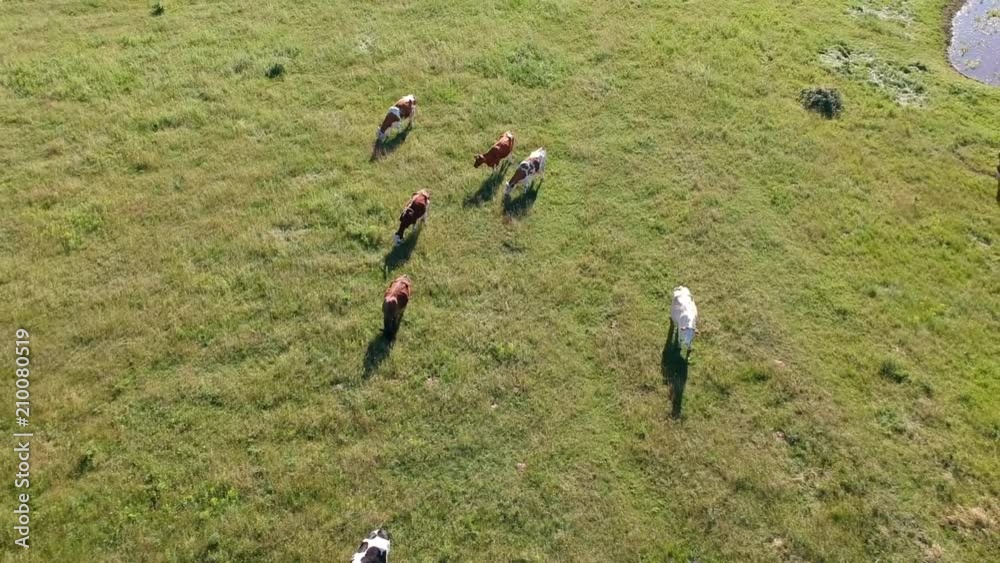 Aerial view on the field with cows near stream in summer sunlight Aerial view on the field with cows near stream in summer sunlight