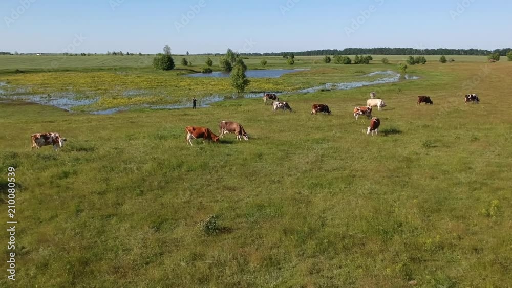 Aerial view on the field with cows near stream in summer sunlight Aerial view on the field with cows near stream in summer sunlight