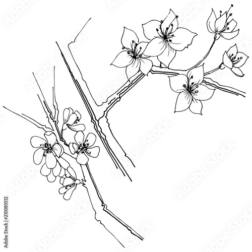Sakura wildflower in a vector style isolated. Full name of the plant: sakura. Vector flower for background, texture, wrapper pattern, frame or border.
