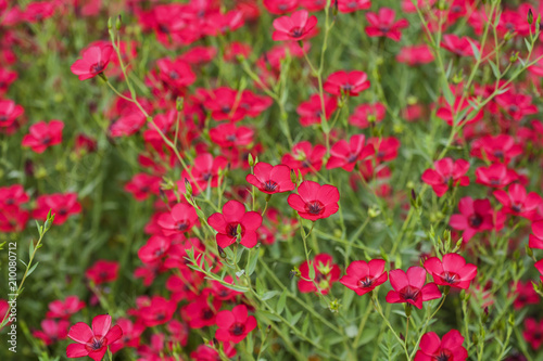 Fototapeta Naklejka Na Ścianę i Meble -  Romantic red blossom plant field background