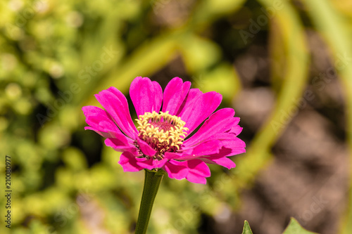 Beautiful Flowers