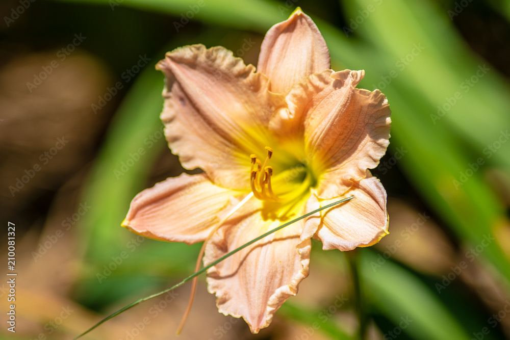 Fototapeta premium Beautiful Flowers
