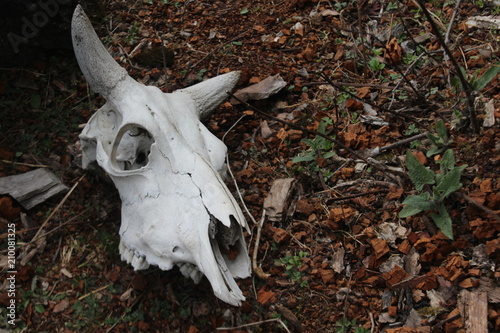 Cow skull in forest © dkpsagi