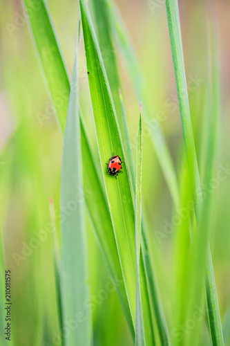 Ladybug on Blade of Grass © Dimo