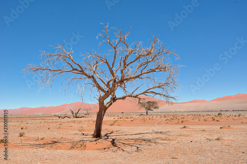 Dead Vlei in Naukluft National Park, Namibia, taken in January 2018